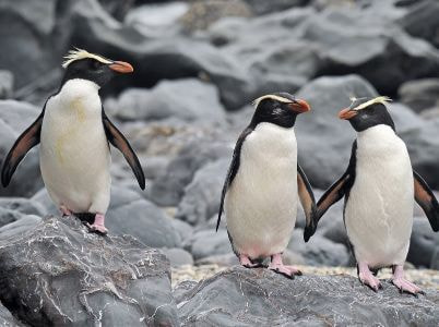 fiordland-penguin-3.jpg